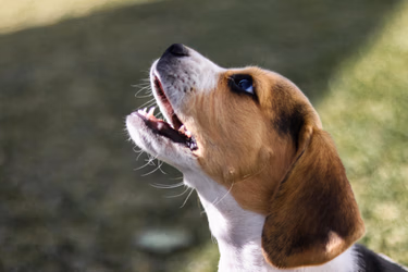 Cómo evitar que tu perro ladre: Guía completa
