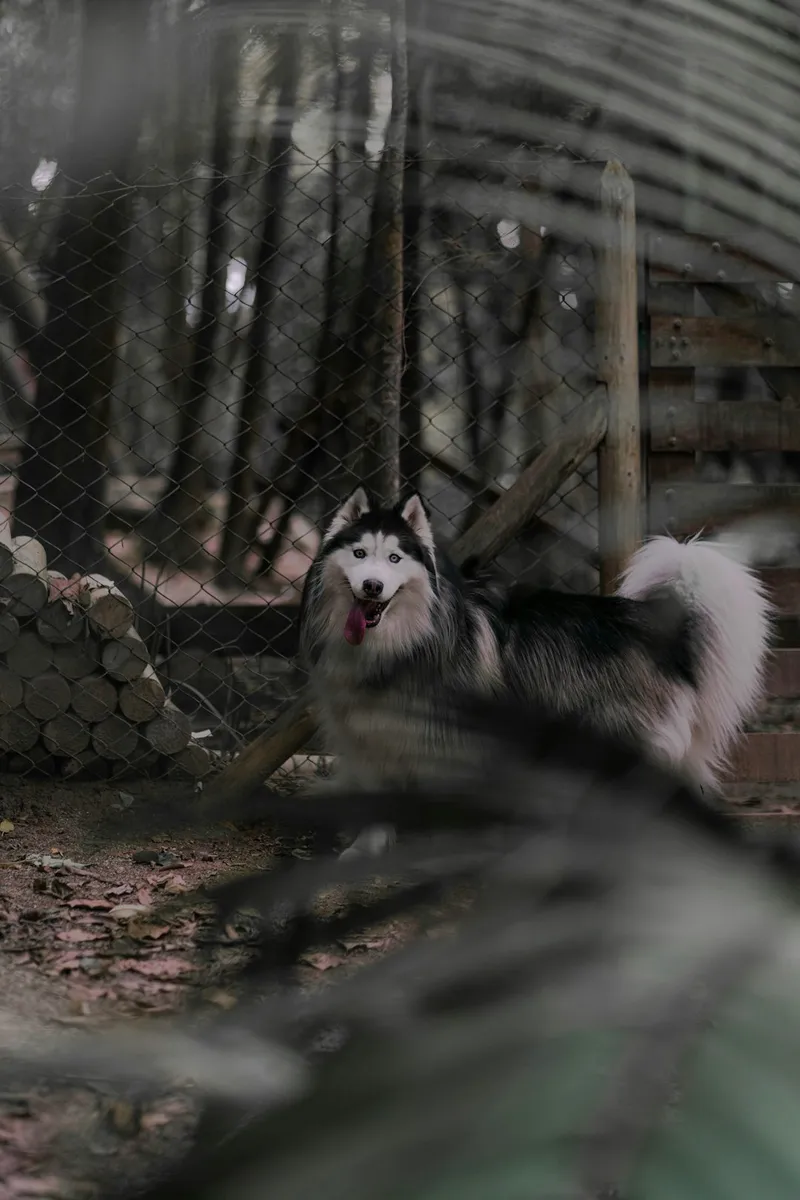 adiestramiento positivo husky siberiano