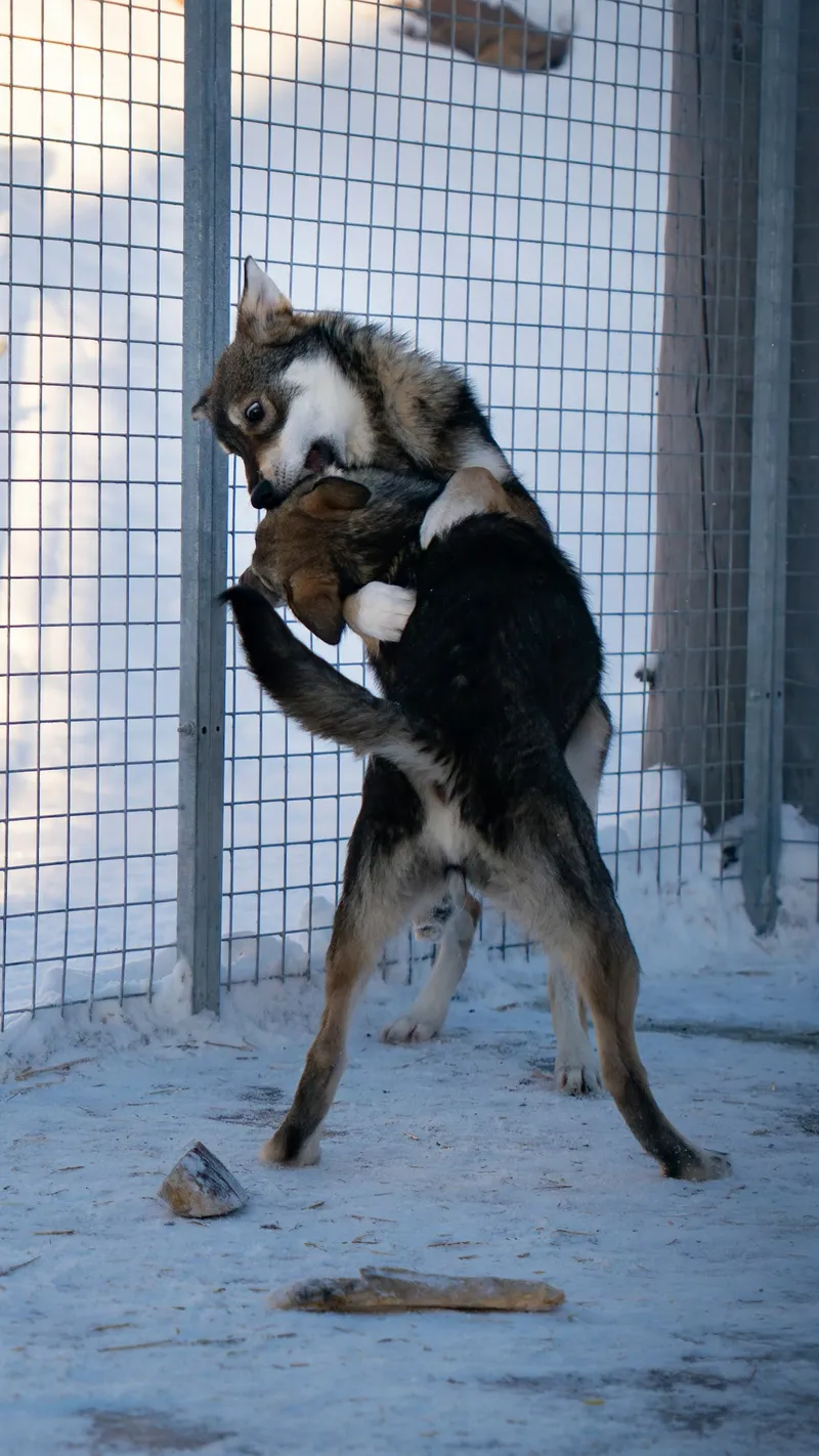 ejercicio intenso diario husky siberiano