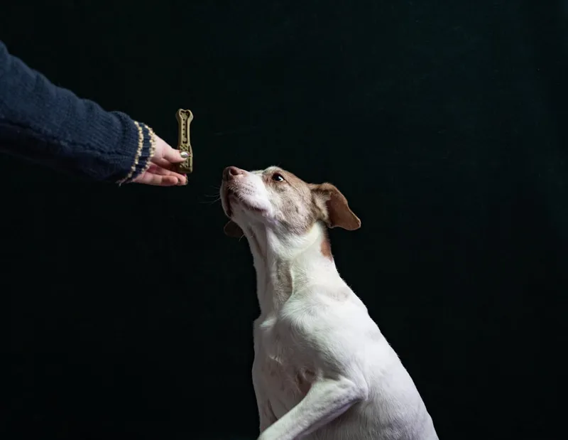 labrador retriever in assistance work