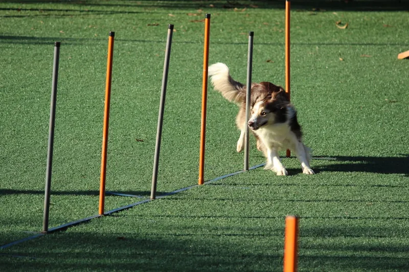 adiestramiento y obediencia del beagle