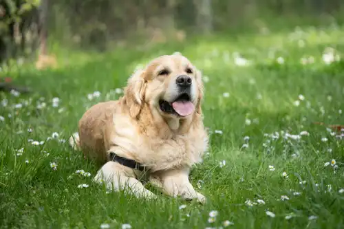 Image of Labrador Retriever: Essential Guide to the Family Dog