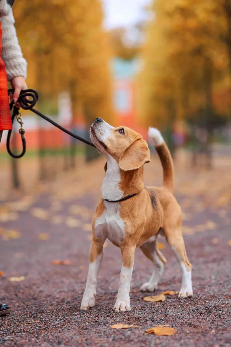 beagle en escenario de caza menor