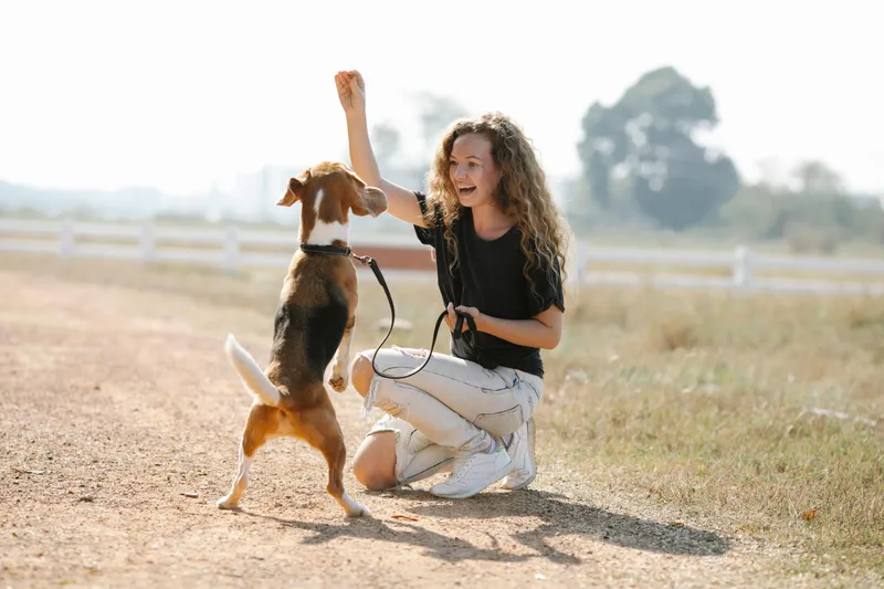 salud y cuidados veterinarios del beagle