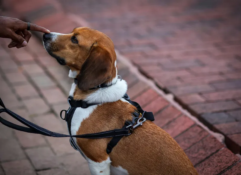 Beagle: Características, Cuidados y Personalidad Única