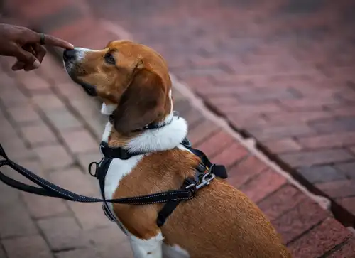 Image of Beagle: Characteristics, Care and Unique Personality