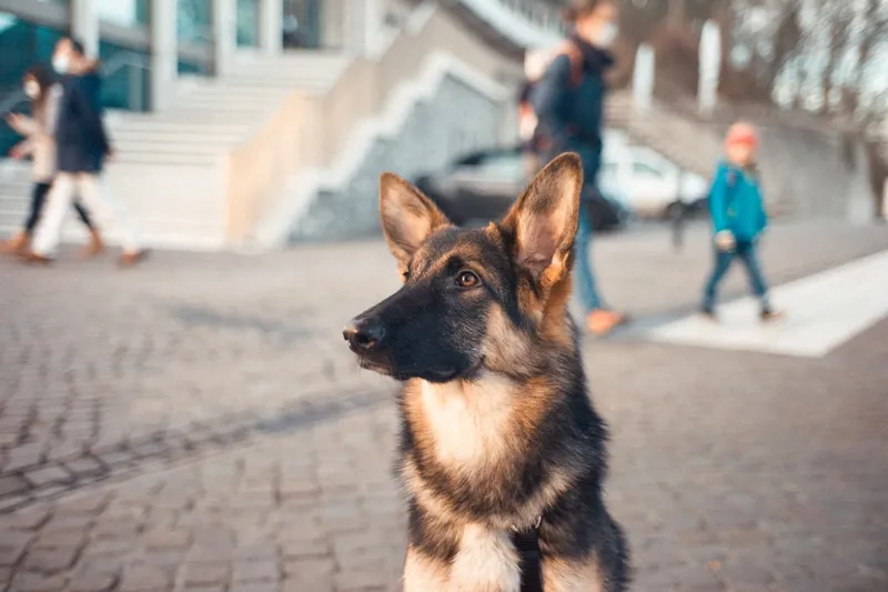 German Shepherd in specialized working tasks