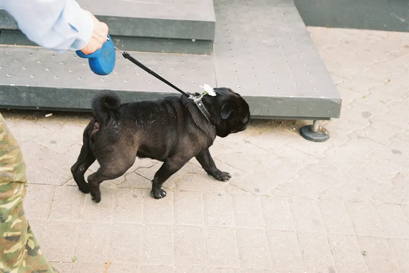 chequeo veterinario para bulldog inglés