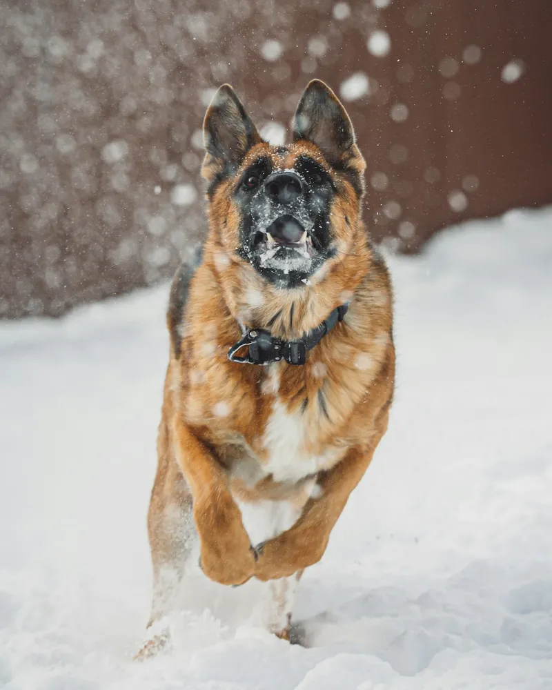 advanced German Shepherd training with obedience exercises