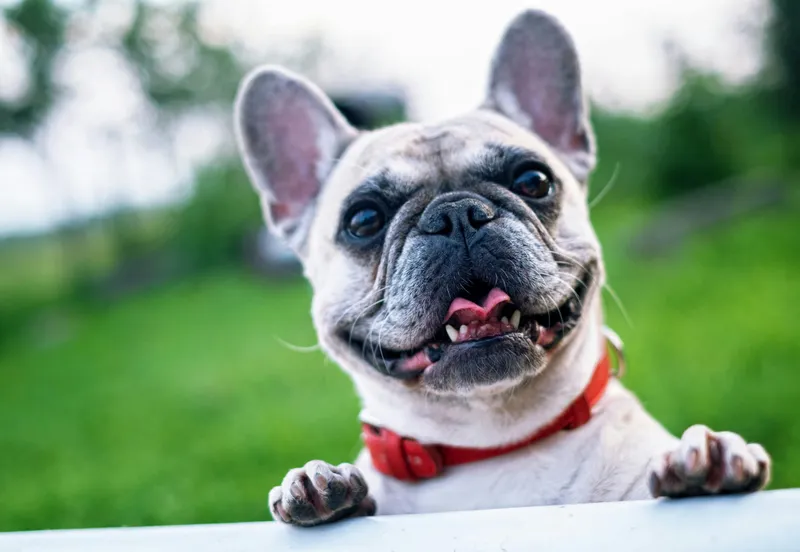 Bulldog inglés: cuidados, temperamento y salud