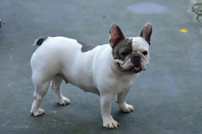 características físicas del bulldog inglés