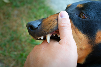 Qué hacer cuando un perro muerde a su dueño