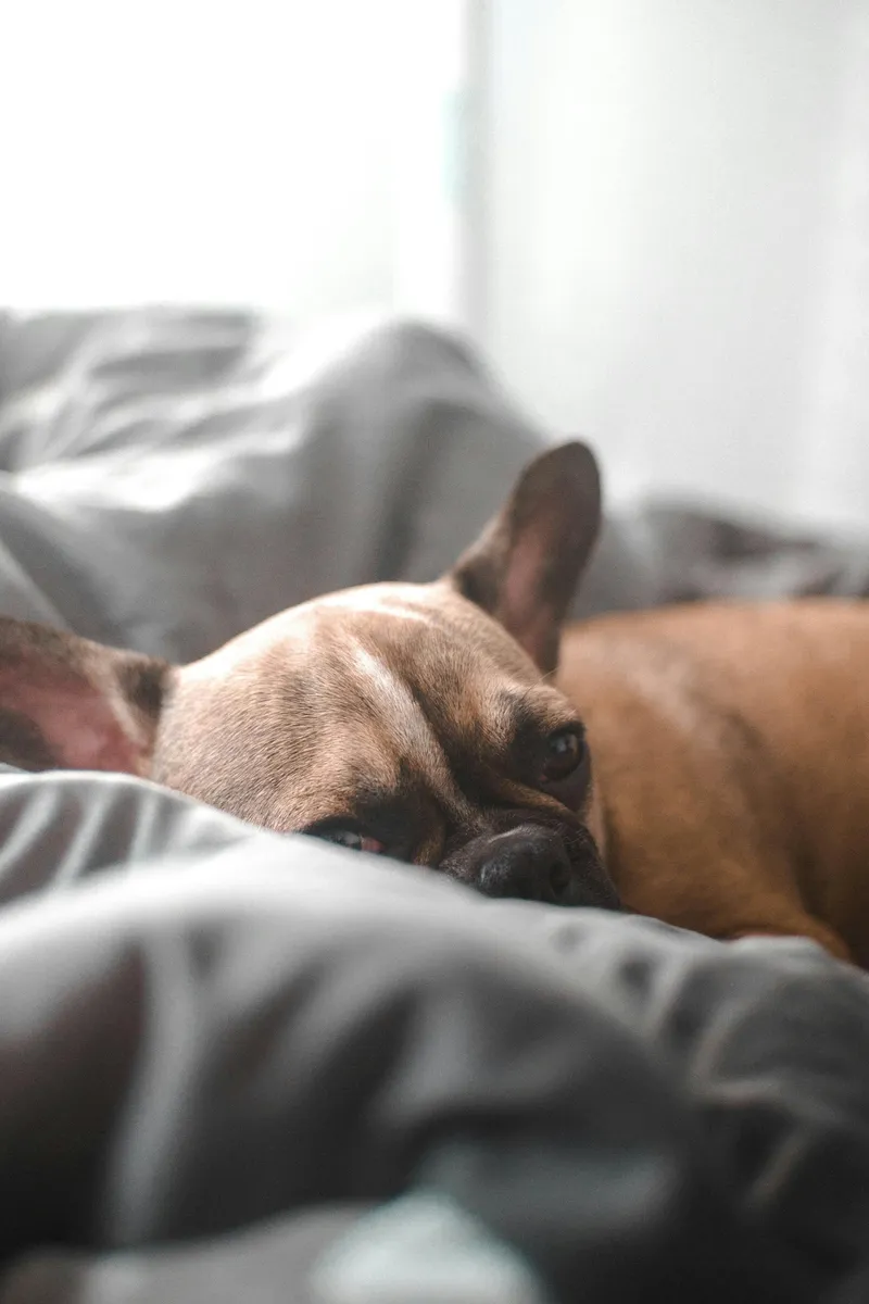 Perro durmiendo en la cama