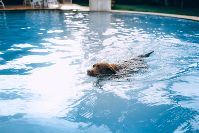 Cómo refrescar a tu perro en verano: Consejos prácticos