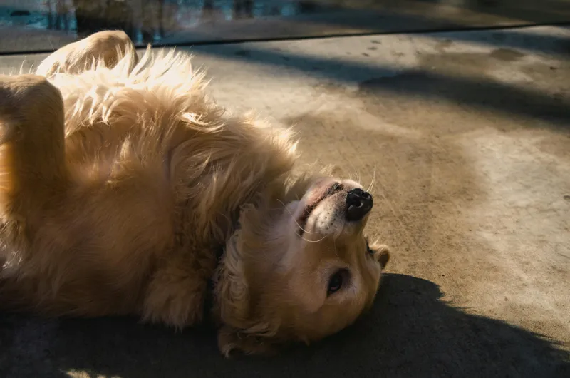 daily exercise for Golden Retriever playing outdoors