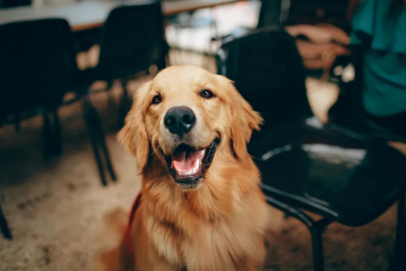 Golden Retriever: Care, Health and Unique Personality