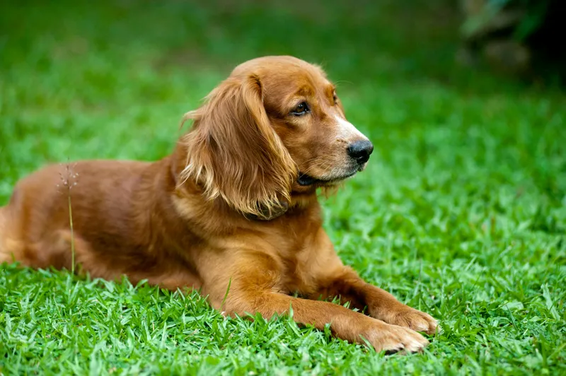 veterinary examination of a Golden Retriever