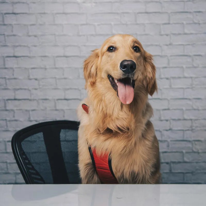 Golden Retriever brushing during shedding season
