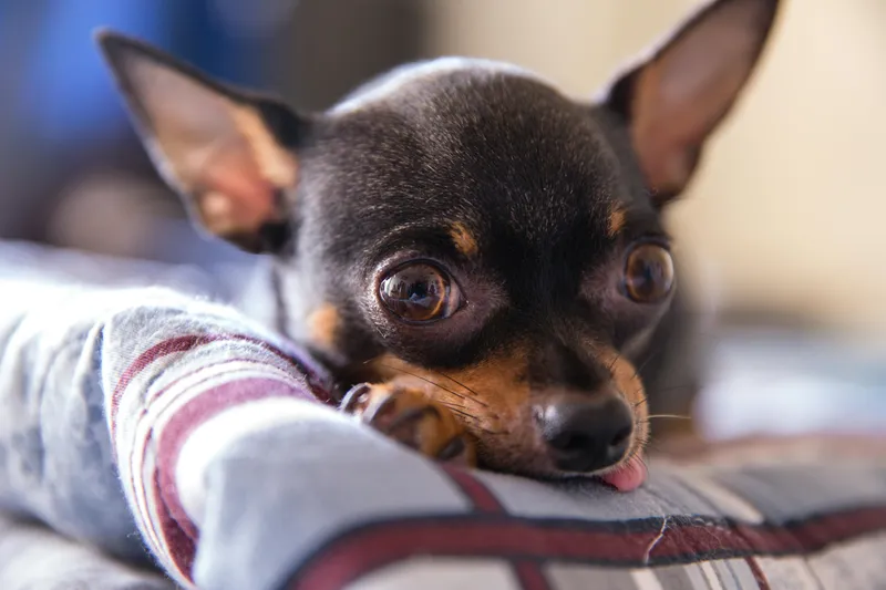 Dog’s eyes