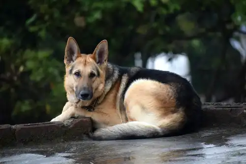 Image of German Shepherd: Complete Breed Guide and Care