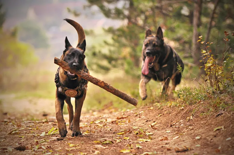 veterinary checkups for German Shepherds to maintain good health