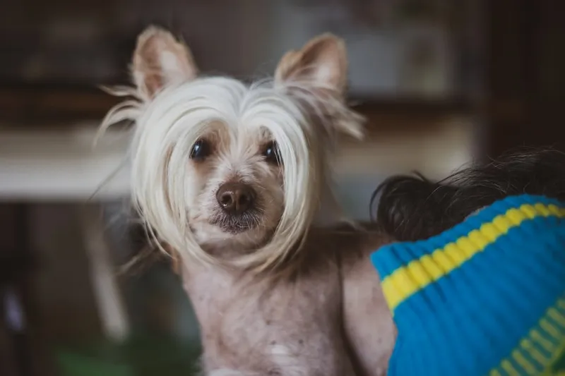 peluquería canina para caniche