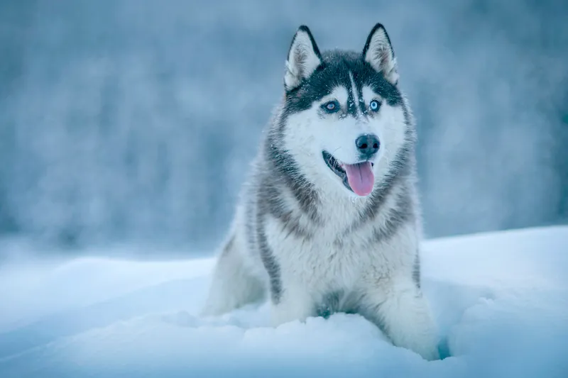 Husky Siberiano: Cuidados, Personalidad y Ejercicio