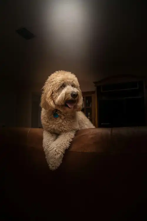 Image of Poodle: Complete Guide to Care, Types and Breed Information