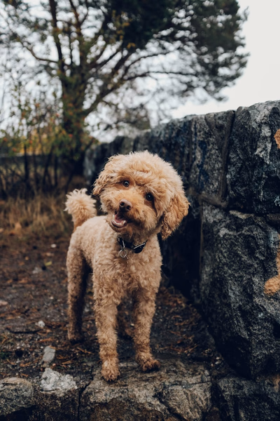Guía de alimentos naturales para perros sanos
