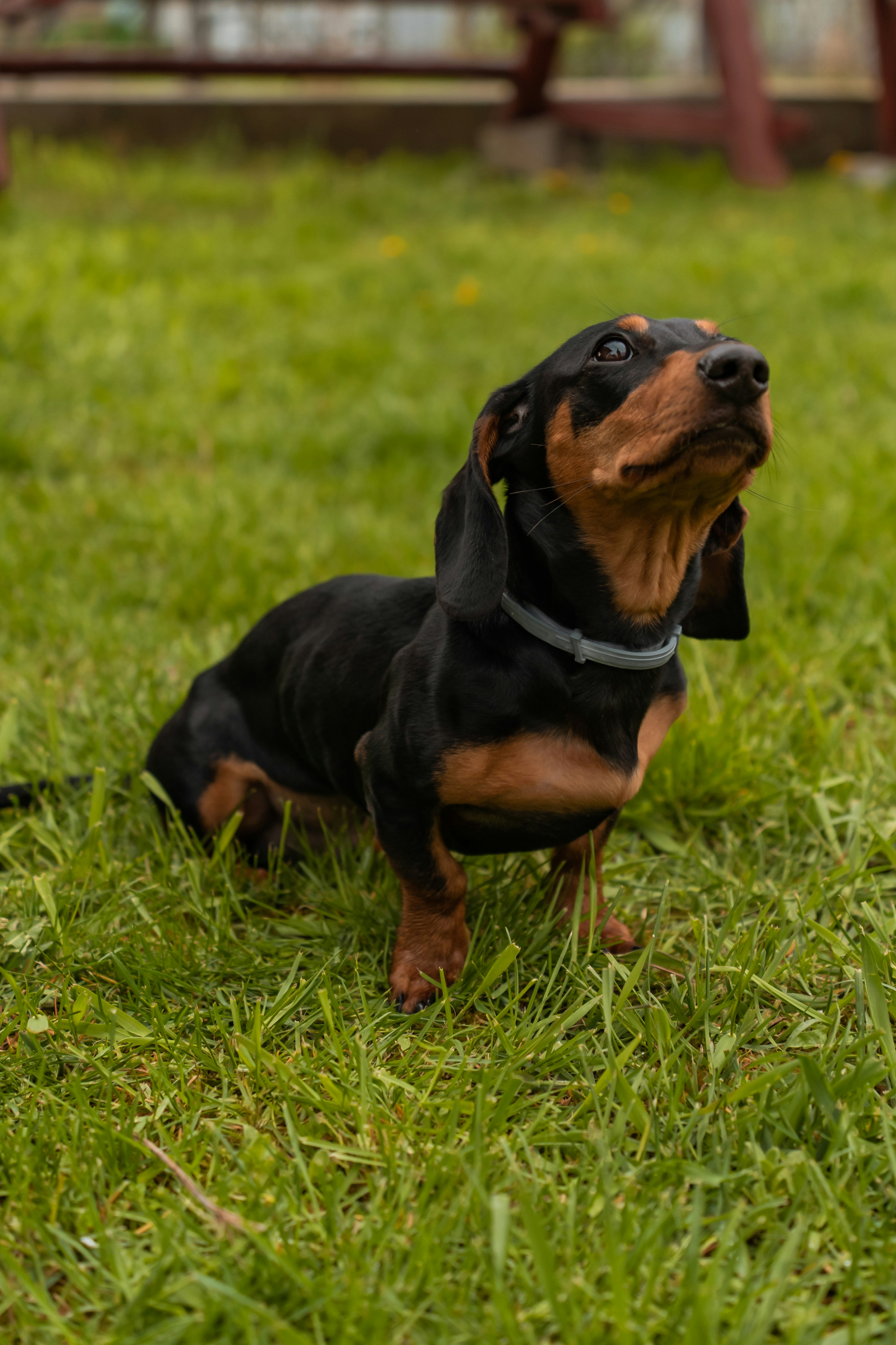 Dachshund on the bed