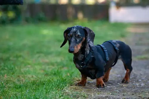 Image of Dachshund: Complete 2025 Guide on Care, Character and Health