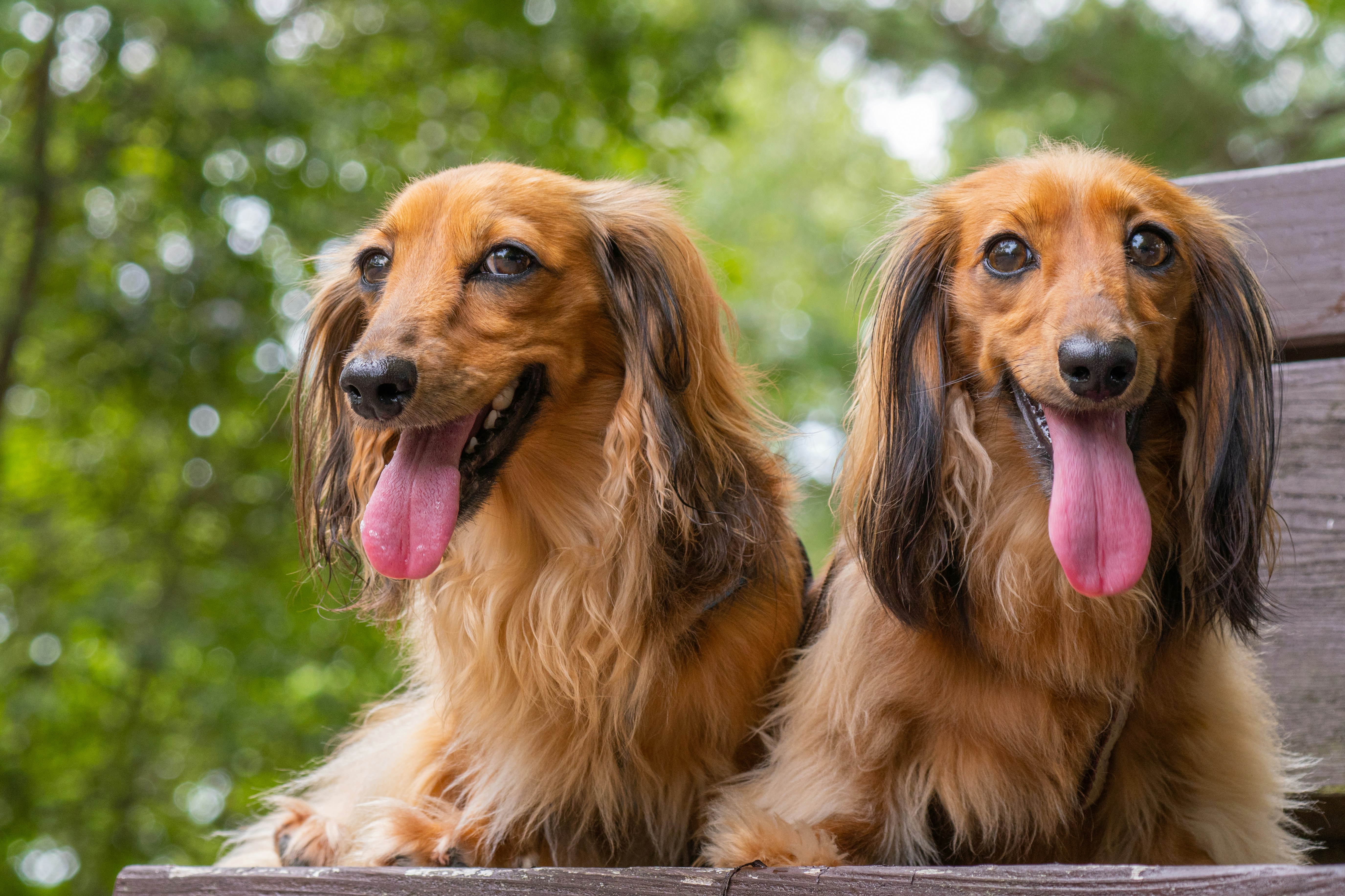 Dachshund dogs
