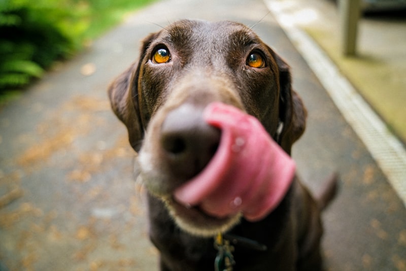 Dieta BARF en mascotas: beneficios, riesgos y consejos clave