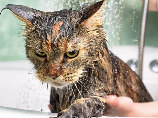 ¿Por qué los gatos odian el agua?