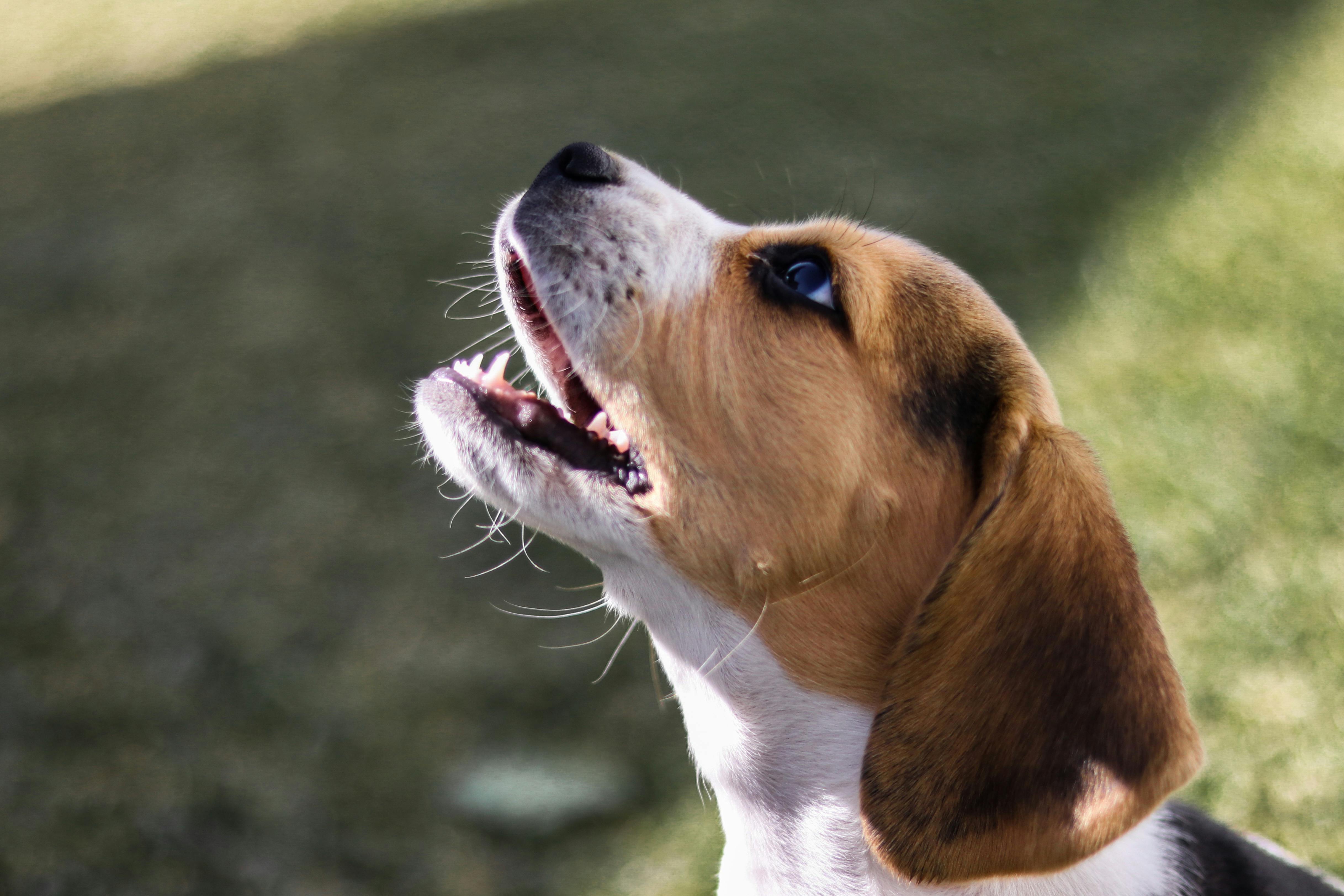 Cómo evitar que tu perro ladre: Guía completa