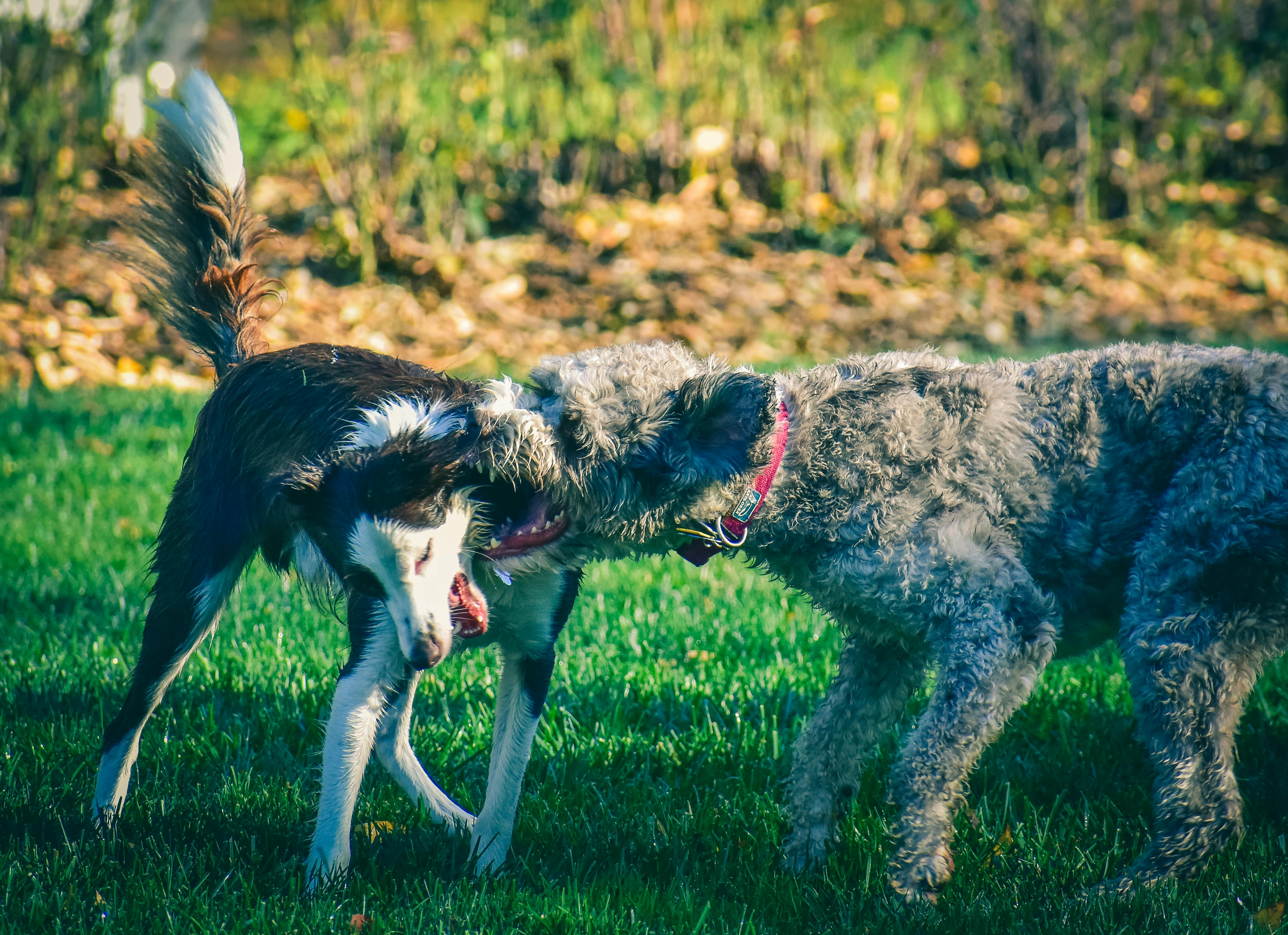 Aggression in Dogs: Causes and Solutions