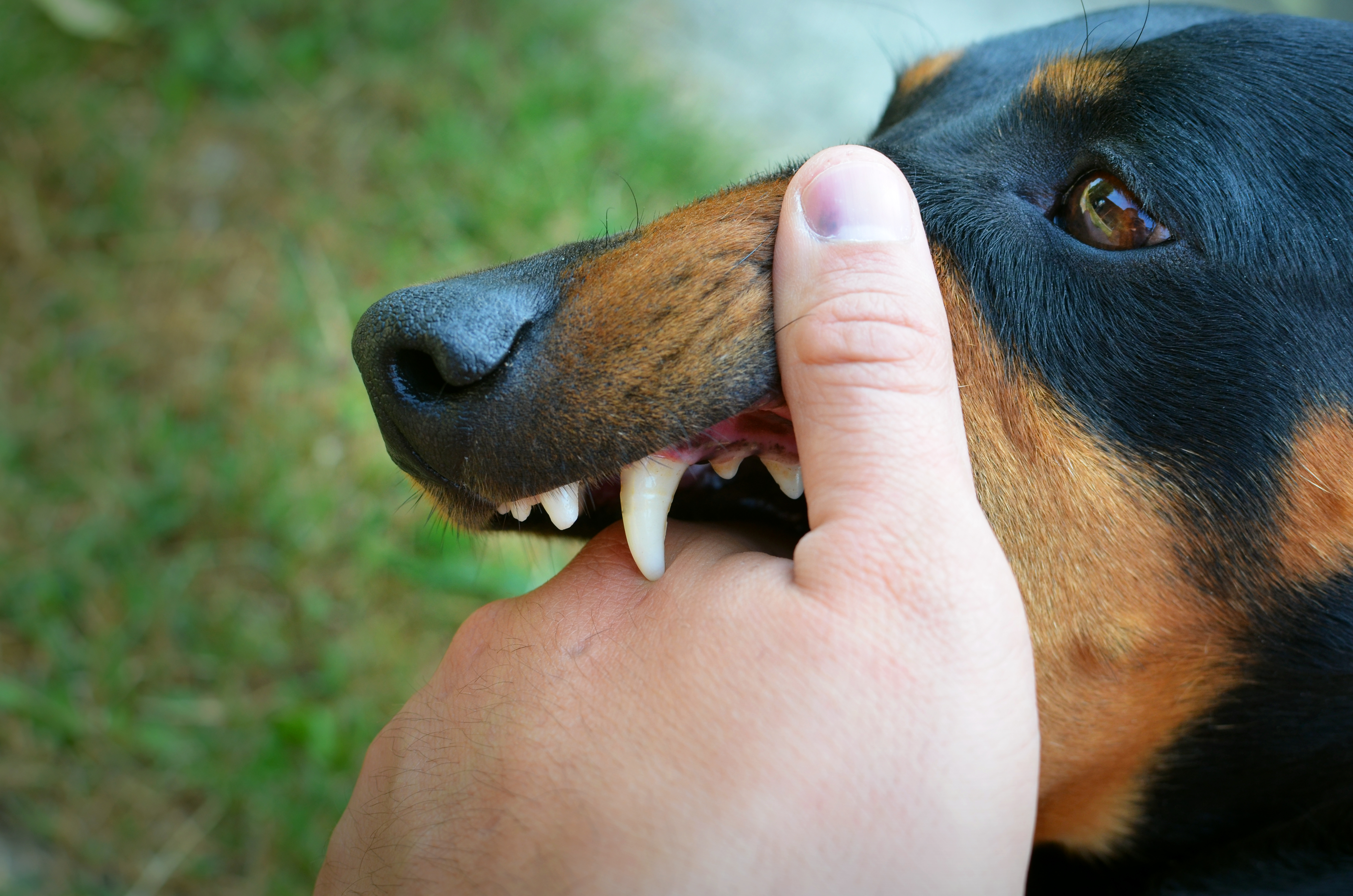Qué hacer cuando un perro muerde a su dueño