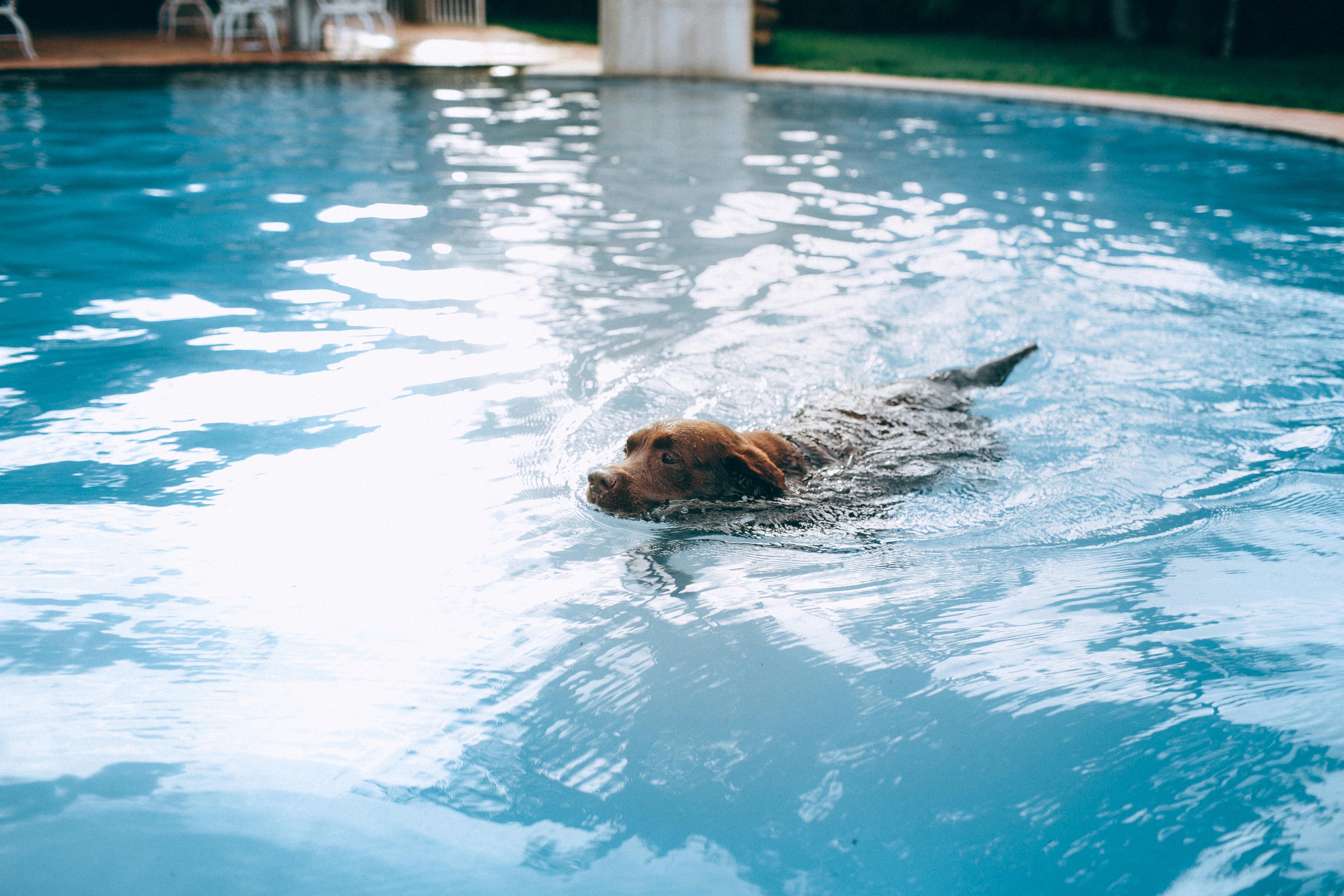 Cómo refrescar a tu perro en verano: Consejos prácticos